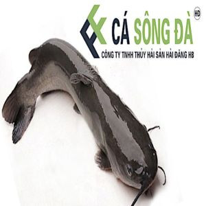 Cá Lăng Sông Đà