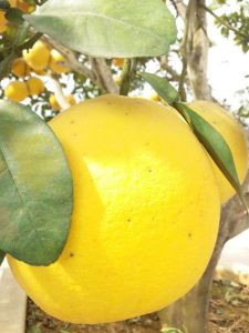 Bưởi Xuân Thủy