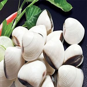 Ngao Trắng