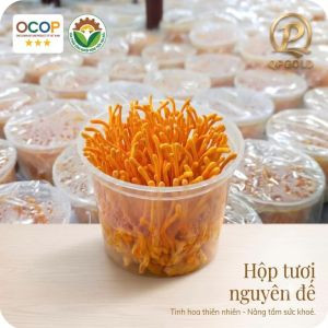 Đông trùng hạ thảo tươi nguyên đế - QPGold
