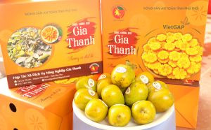 Hồng không hạt Gia Thanh