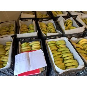 Sản Phẩm Chuối Giấm Chín Bằng Công Nghệ Lạnh