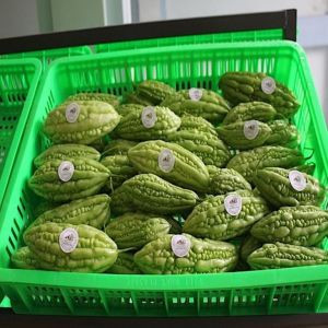 Mướp Đắng Mường Pa